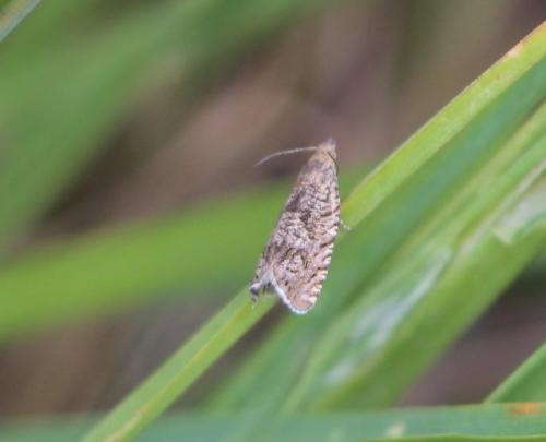 Réf. 307 409 : Dichrorampha sp.